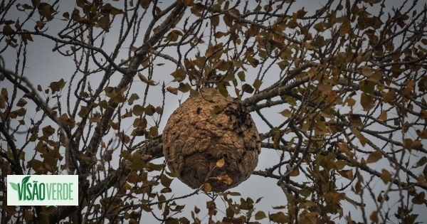 Matosinhos détruit 35% de nids de guêpes asiatiques en plus de janvier à août qu'en 2021